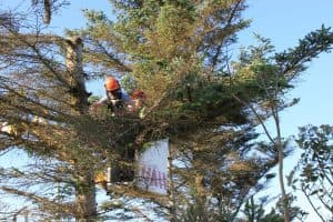 Roma Service Group - Tree Care Plano