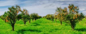 coltivare un frutteto