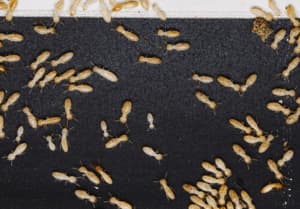 psocotteri muffa