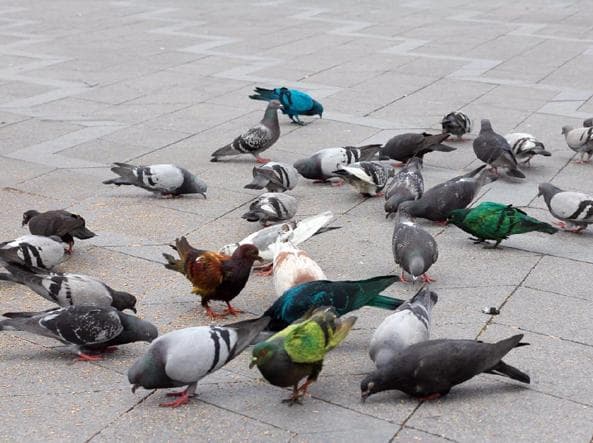 foto di un marciapiede invaso di piccioni a roma