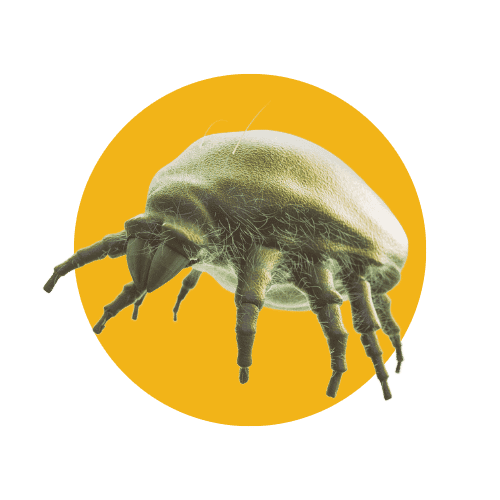 Disinfestazione Acari