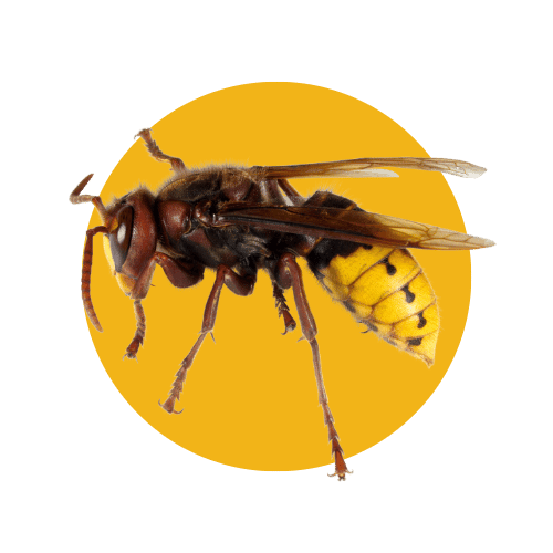 Disinfestazione Calabroni