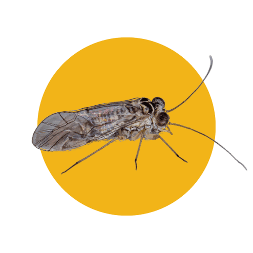 Disinfestazione Psocotteri