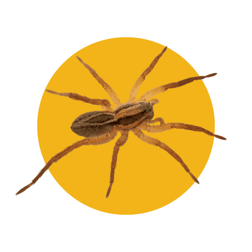 Disinfestazione Ragni
