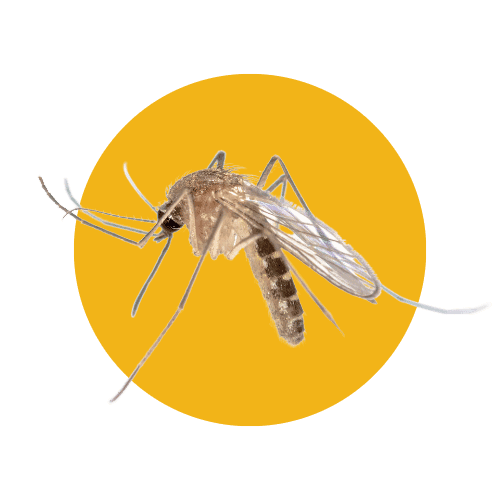 Disinfestazione Zanzare