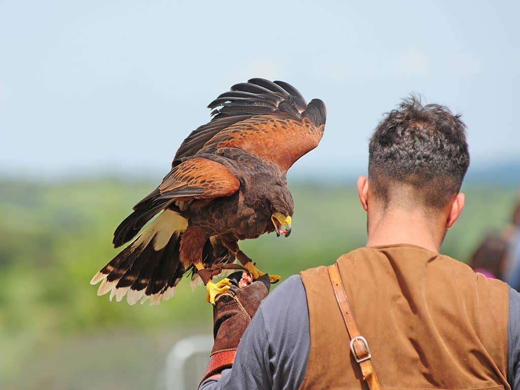 falconiere roma con sul guanto un falco