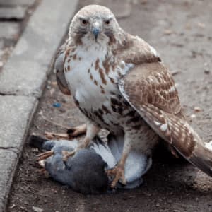 un falco ha atterrato un piccione