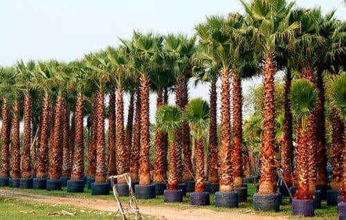 palme-con-punteruolo-rosso
