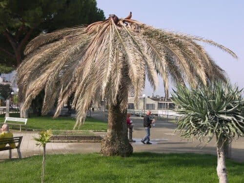 palme-con-punteruolo-rosso