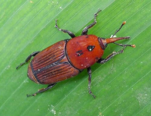 foto in primo piano del punteruolo rosso su una foglia verde