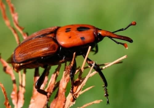 foto di un punteruolo-rosso