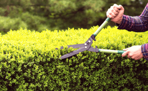 Roma Service Group - Trim e albero da uomo