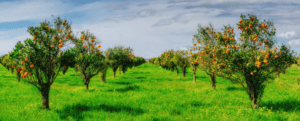 coltivare un frutteto