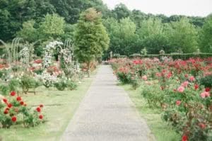 progettista di giardini