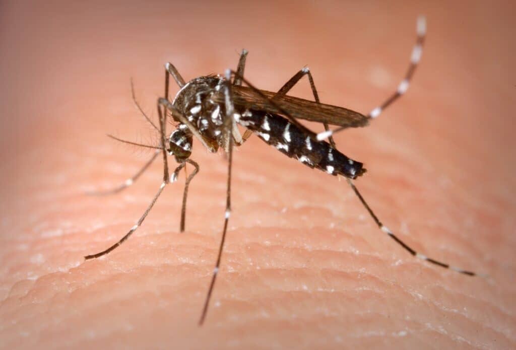 foto in primo piano di una zanzara Aedes_Albopictus