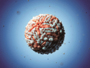 foto del virus dengue