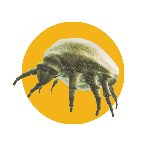 Disinfestazione Acari