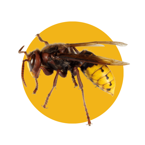 Disinfestazione Calabroni
