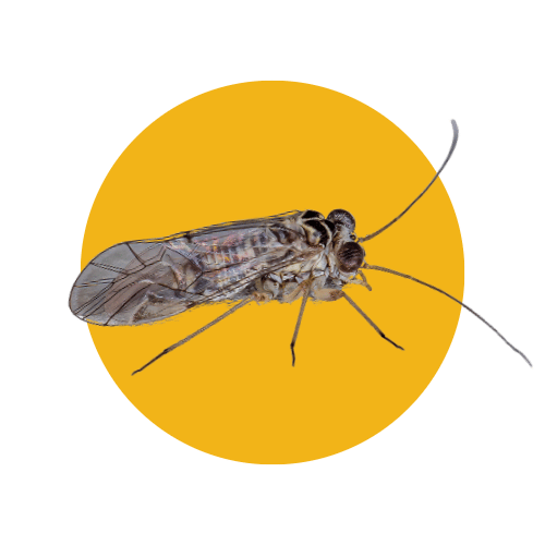 Disinfestazione Psocotteri