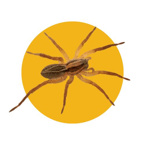 Disinfestazione Ragni