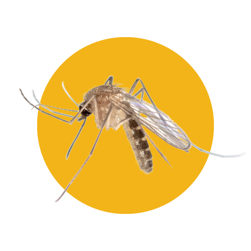 Disinfestazione Zanzare