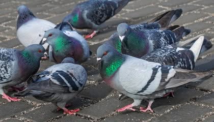 allontanamento piccioni